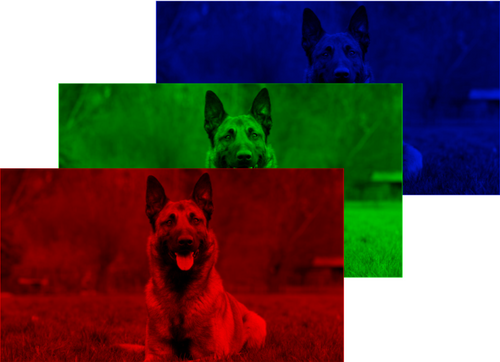 Annexe 7: Décomposition de l’image du chien selon les 3 canaux RGB (source GEO)