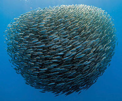 Photo illustrant un banc de poissons dont le comportement inspire les dispositifs de conduite autonome.