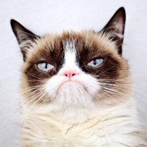 photo de gumppy cat, un chat célèbre sur internet pour son expression faciale constament renfrognée.