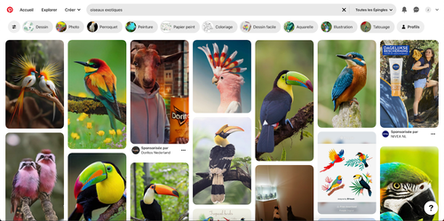 Capture d'écran du site Pinterest sur laquelle on peut voir un ensemble de photos d'oiseaux, présentés et organisés et quinconce. 