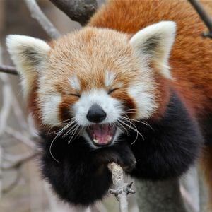 The Laughing Red Panda Cubs