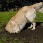 Golden Retriever dog digging hole in grass lawn